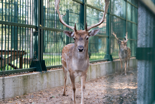 The young spotted deer in the enclosure looks straight ahead photo