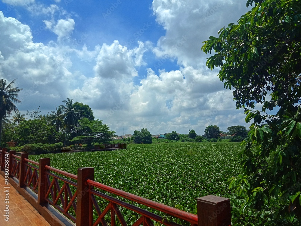 water hyacinth or Pontederia crassipes or eceng gondok plants that fill the pond in the Sriwijaya ancient park water hyacinth or Pontederia crassipes or eceng gondok plants that fill the pond in the Sriwijaya ancient park