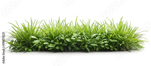 Lush Green Grass Horizontal Striped Backdrop in Natural Setting