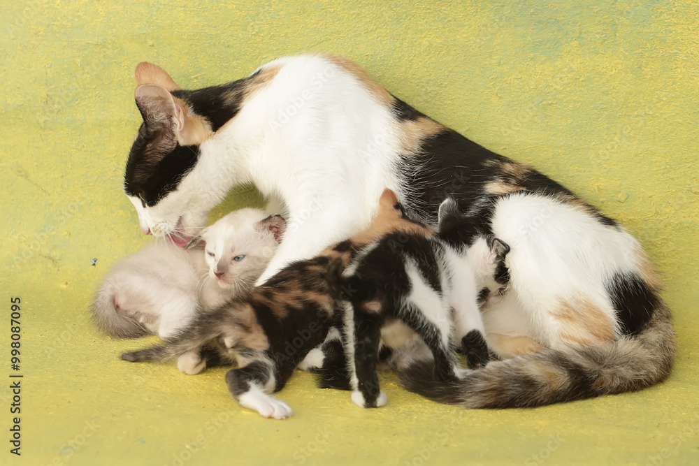 A mother cat is nursing her kittens. This mammal, which is often used as a pet, has the scientific name Felis catus. A mother cat is nursing her kittens. This mammal, which is often used as a pet, has the scientific name Felis catus.