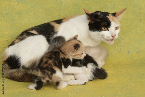 A mother cat threatens an intruder that approaches her kittens. This mammal, which is often used as a pet, has the scientific name Felis catus.