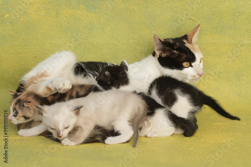 A mother cat is nursing her kittens. This mammal, which is often used as a pet, has the scientific name Felis catus.