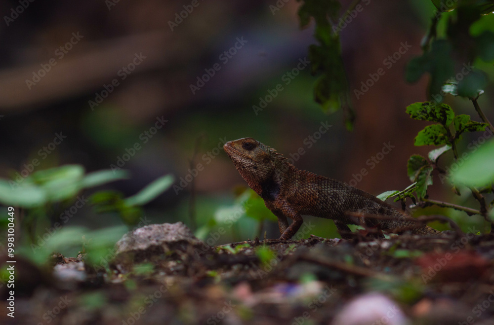 chameleons or wild calotes. Invasive animals that live and thrive in Indonesia. chameleons or wild calotes. Invasive animals that live and thrive in Indonesia.