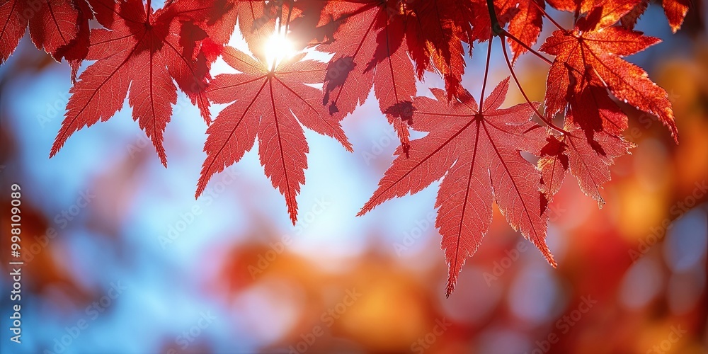 Crimson Maple Leaves Shimmering in Soft Sunlight, Creating a Delicate Silhouette Against a Blurred Background of Autumn Colors Crimson Maple Leaves Shimmering in Soft Sunlight, Creating a Delicate Silhouette Against a Blurred Background of Autumn Colors