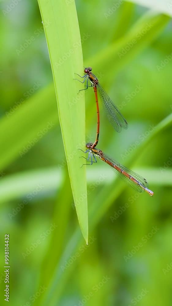 Large Red Damselfly mating on Yellow Flag Iris Large Red Damselfly mating on Yellow Flag Iris