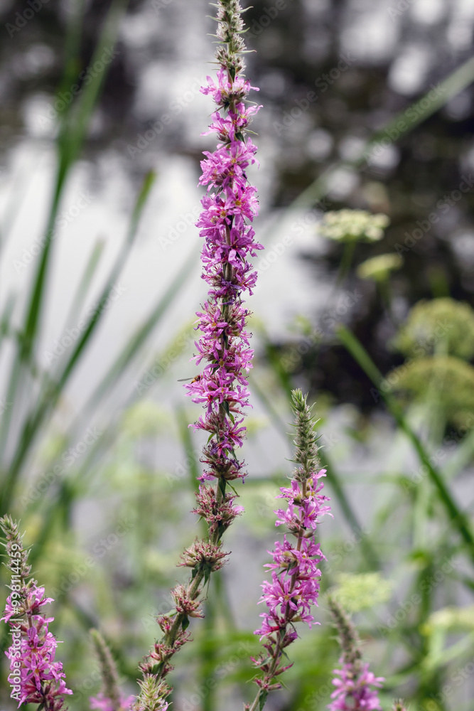 
purple flowers in garden with green blurred background