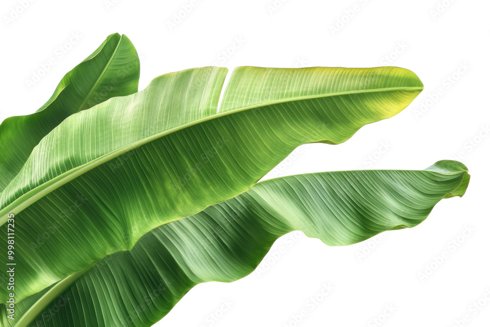 green banana leaves isolated on transparent background with clipping path, ideal for tropical, nature, and botanical design, cut out, PNG