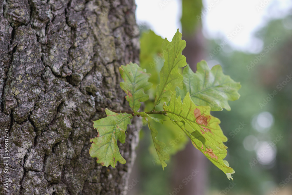 green oak leaves on tree trunk
green oak leaves on tree trunk