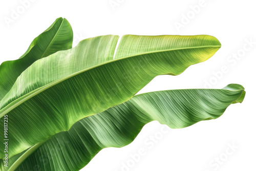green banana leaves isolated on transparent background with clipping path, ideal for tropical, nature, and botanical design, cut out, PNG