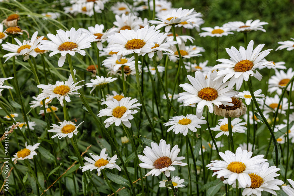 white daisies in the grass with green leaves
white daisies in the grass with green leaves