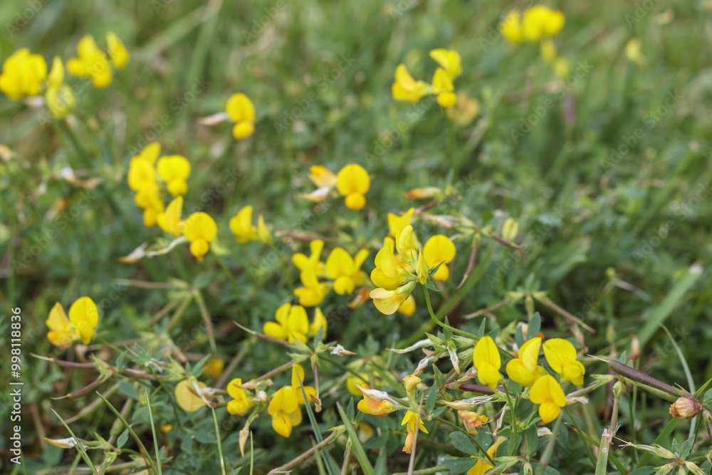 small yellow flowers in the grass small yellow flowers in the grass