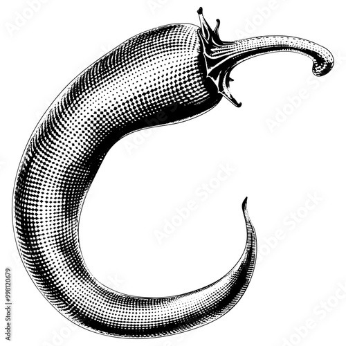 唐辛子の銅版画のベクターイラスト。