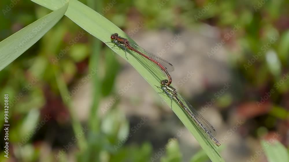 Large Red Damselfly mating on Yellow Flag Iris Large Red Damselfly mating on Yellow Flag Iris