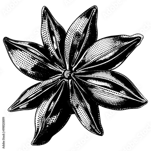 八角（スターアニス）の銅版画のベクターイラスト。