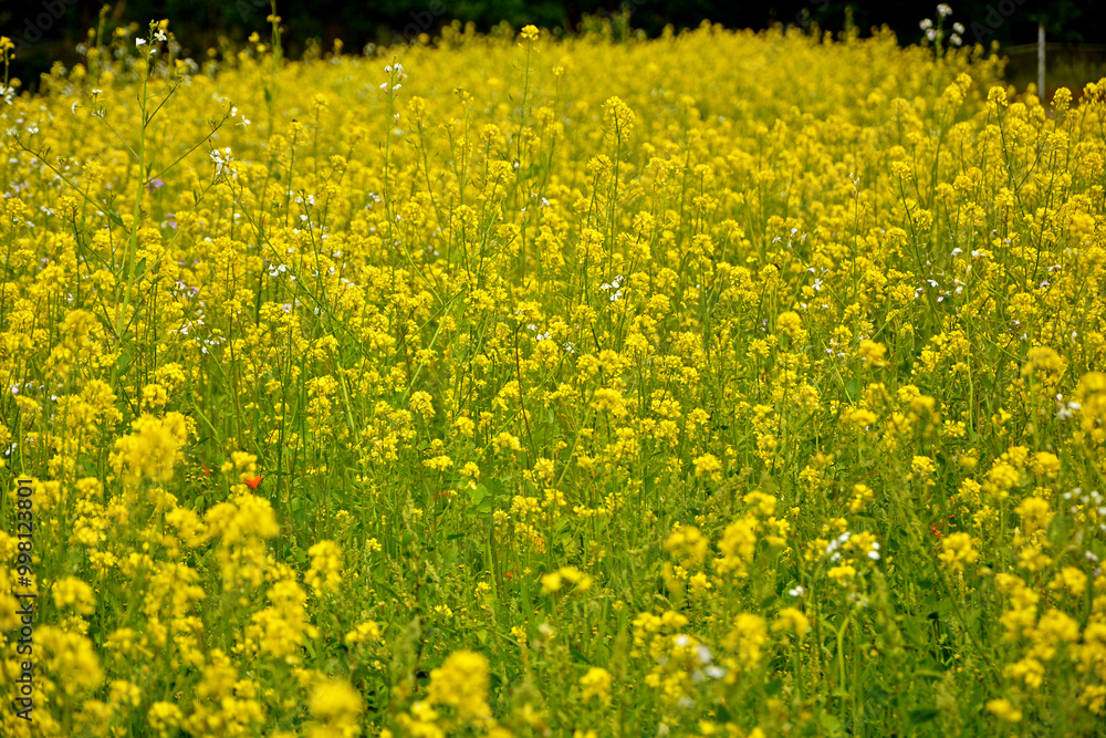 Gorczyca biała, gorczyca jasna (Sinapis alba), gorczyca na poplon, pole kwitnącej gorczycy, White mustard, field of yellow mustard plant