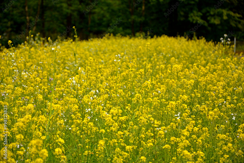 Obraz premium Gorczyca biała, gorczyca jasna (Sinapis alba), gorczyca na poplon, pole kwitnącej gorczycy, White mustard, field of yellow mustard plant