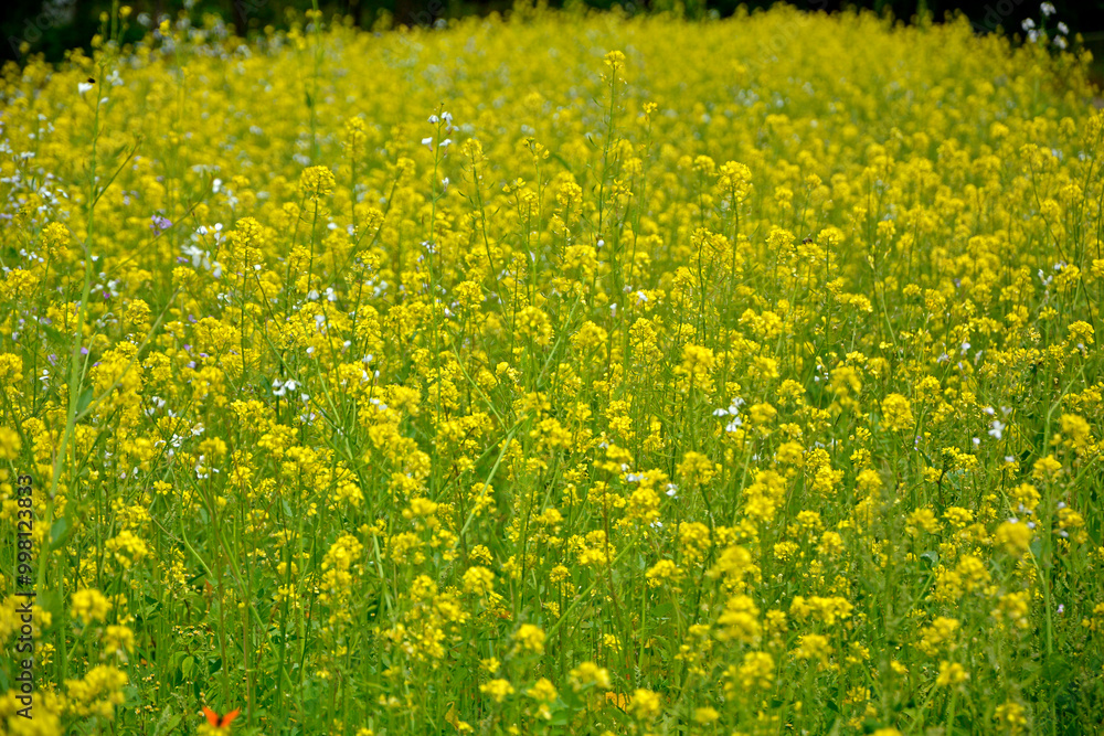 Gorczyca biała, gorczyca jasna (Sinapis alba), gorczyca na poplon, pole kwitnącej gorczycy, White mustard, field of yellow mustard plant