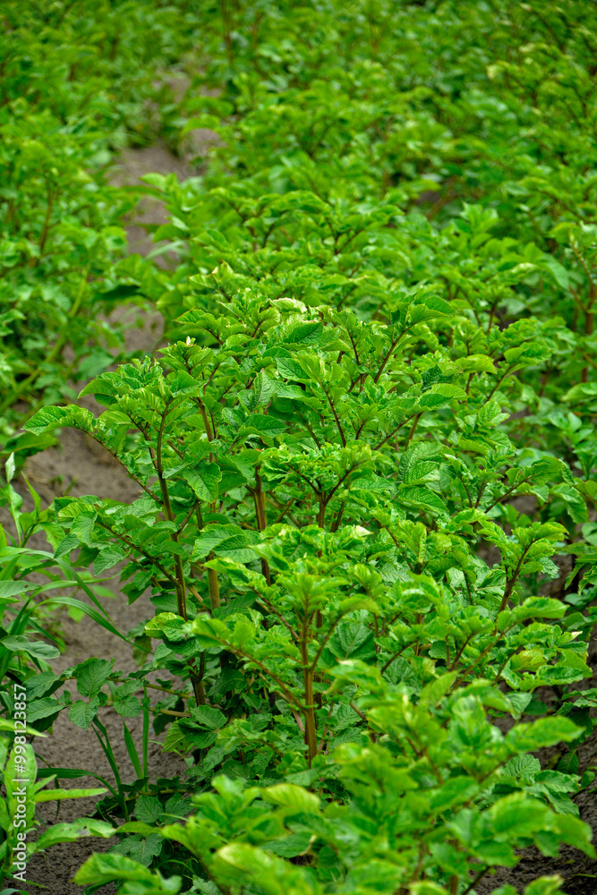 Rzędy ziemniaków rosnących na polu, rosnace zimniaki, liście zimniaków rosnacych w polu, Solanum tuberosum, Potato plants, Rows of potatoes growing in field, Leaves of potatoes