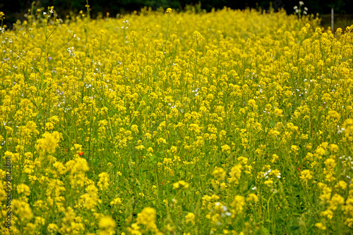Obraz na płótnie Gorczyca biała, gorczyca jasna (Sinapis alba), gorczyca na poplon, pole kwitnącej gorczycy, White mustard, field of yellow mustard plant w salonie