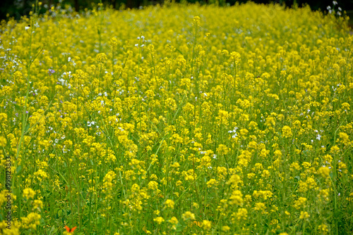 Obraz na płótnie Gorczyca biała, gorczyca jasna (Sinapis alba), gorczyca na poplon, pole kwitnącej gorczycy, White mustard, field of yellow mustard plant w salonie
