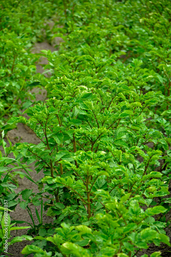 Obraz na płótnie Rzędy ziemniaków rosnących na polu, rosnace zimniaki, liście zimniaków rosnacych w polu, Solanum tuberosum, Potato plants, Rows of potatoes growing in field, Leaves of potatoes w salonie