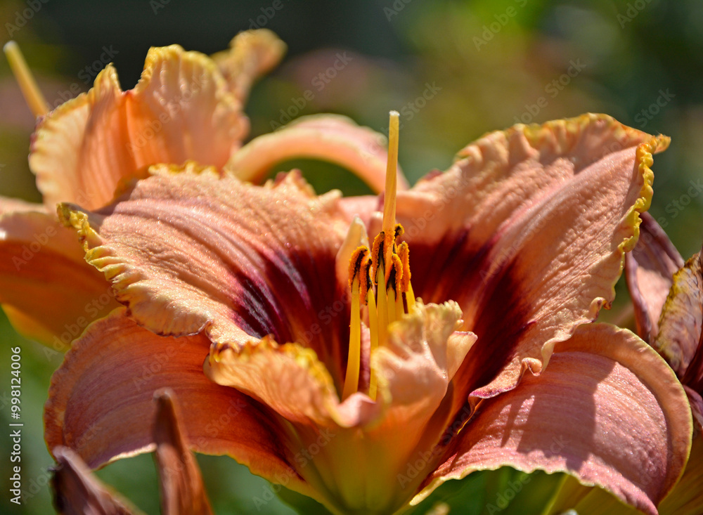 duży kwiat liliowca z bliska, pomarańczowy liliowiec, Close up of a large day lily flower, Hemerocallis
