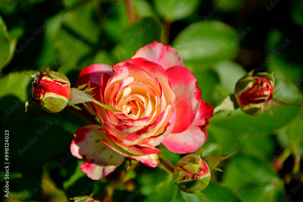biało-różowa róża w ogrodzie, pink rose in the garden, róża rabatowa odmiana