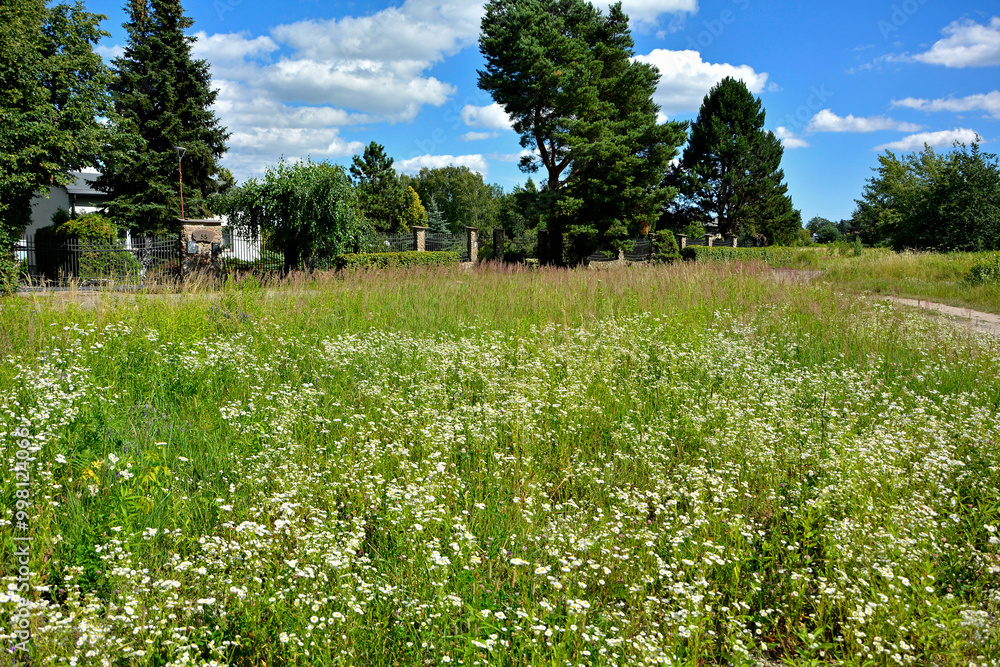 łąka kwietna z białymi kwiatami, dzika łaka kwiatowa, flower meadow, Przymiotno białe, zimotrwał zwyczajny (Erigeron annuus), annual fleabane, daisy fleabane, eastern daisy fleabane