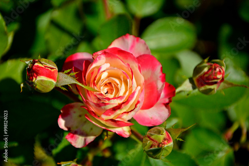 Obraz na płótnie biało-różowa róża w ogrodzie, pink rose in the garden, róża rabatowa odmiana