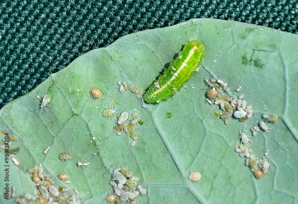 larwa bzyga na liściu, larwa bzyga zjadajaca mszyce, Bzygowate, Syrphidae, Hoverflies, hoverfly larvae, the larva of hoverflies that hunt aphids. A colony of aphids on a plant and their natural enemy