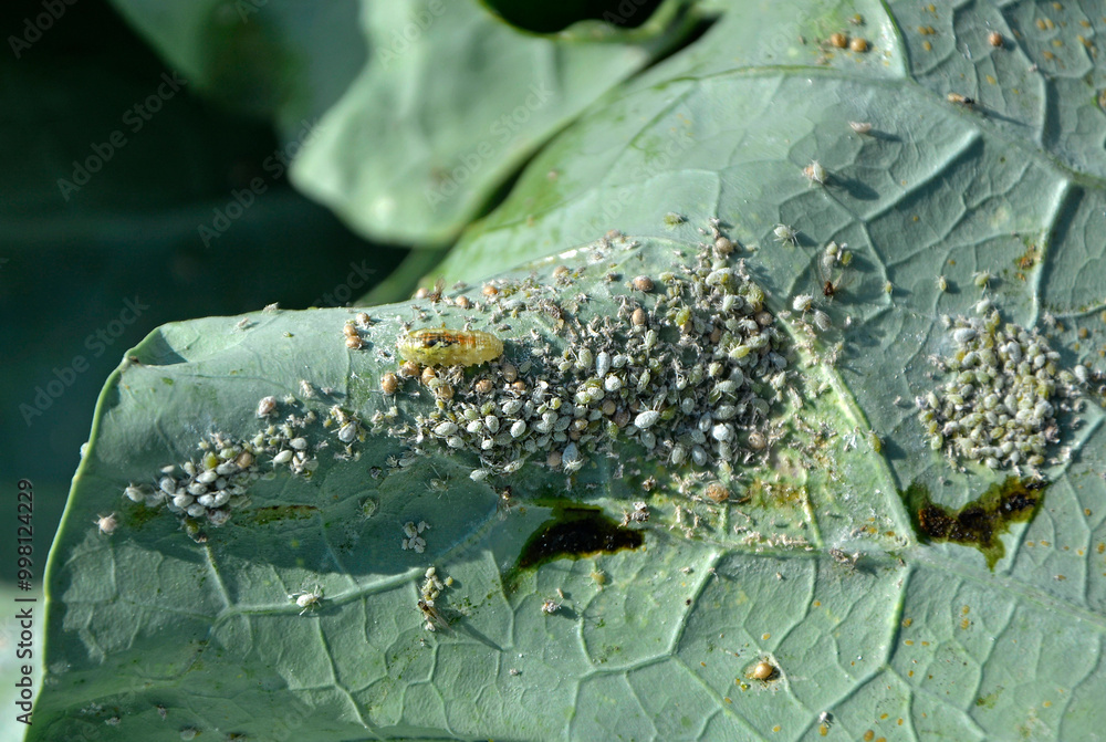 larwa bzyga na liściu, larwa bzyga zjadajaca mszyce, Bzygowate, Syrphidae, Hoverflies, hoverfly larvae, the larva of hoverflies that hunt aphids. A colony of aphids on a plant and their natural enemy