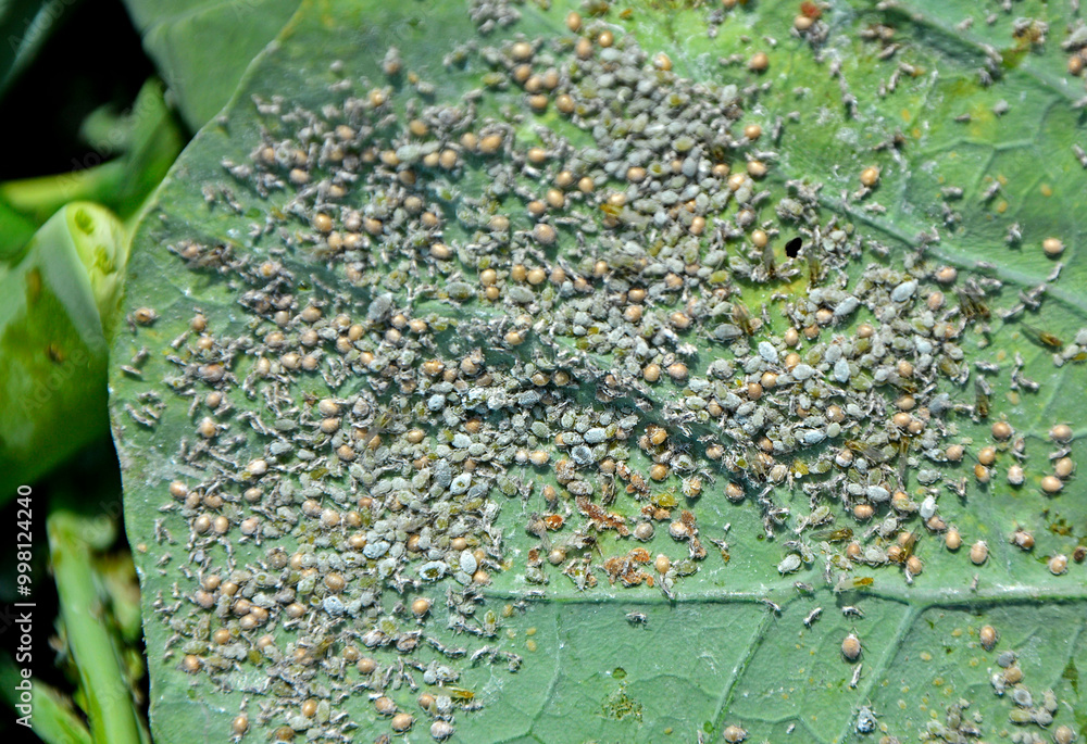 kolonia mszyc na liściu kapusty lub brokuła, szkodniki roślin, a colony of aphids on a cabbage or broccoli leaf, Aphidomorpha lub Aphidoidea, Gray cabbage aphids on kale leaf
