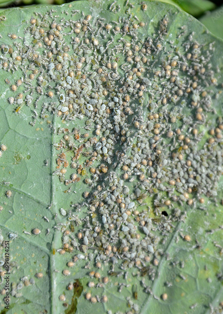 kolonia mszyc na liściu kapusty lub brokuła, a colony of aphids on a cabbage or broccoli leaf, Aphidomorpha lub Aphidoidea, Gray cabbage aphids on kale leaf