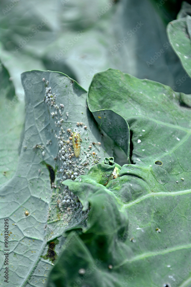 larwa bzyga na liściu, larwa bzyga zjadajaca mszyce, Bzygowate, Syrphidae, Hoverflies, hoverfly larvae, the larva of hoverflies that hunt aphids. A colony of aphids on a plant and their natural enemy