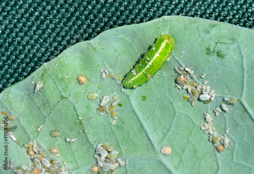 Obraz na płótnie larwa bzyga na liściu, larwa bzyga zjadajaca mszyce, Bzygowate, Syrphidae, Hoverflies, hoverfly larvae, the larva of hoverflies that hunt aphids. A colony of aphids on a plant and their natural enemy w salonie