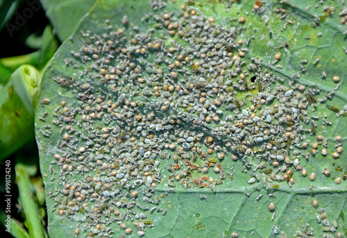 Obraz na płótnie kolonia mszyc na liściu kapusty lub brokuła, szkodniki roślin, a colony of aphids on a cabbage or broccoli leaf, Aphidomorpha lub Aphidoidea, Gray cabbage aphids on kale leaf w salonie