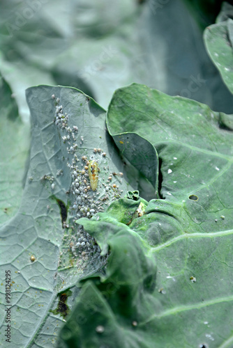 Obraz na płótnie larwa bzyga na liściu, larwa bzyga zjadajaca mszyce, Bzygowate, Syrphidae, Hoverflies, hoverfly larvae, the larva of hoverflies that hunt aphids. A colony of aphids on a plant and their natural enemy w salonie