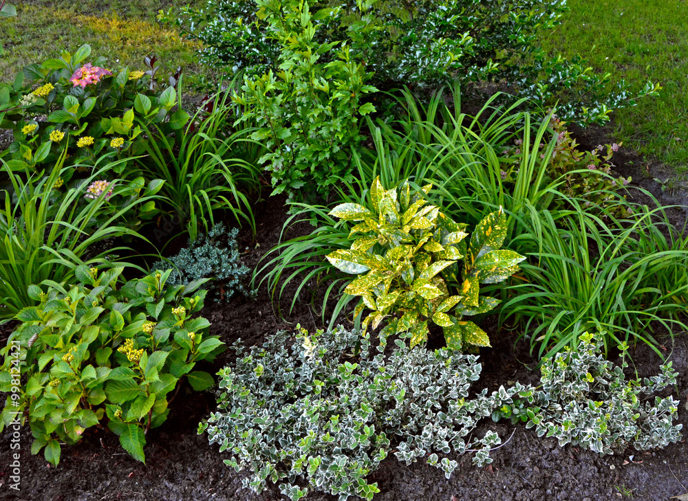 rośliny do cienia, aukuba japońska (Aucuba japonica), hortensja (Hydrangea), Trzmielina Fortune’a, trzmielina pnąca (Euonymus fortunei), liliowce (Hemerocallis), plants for a shady flowerbed