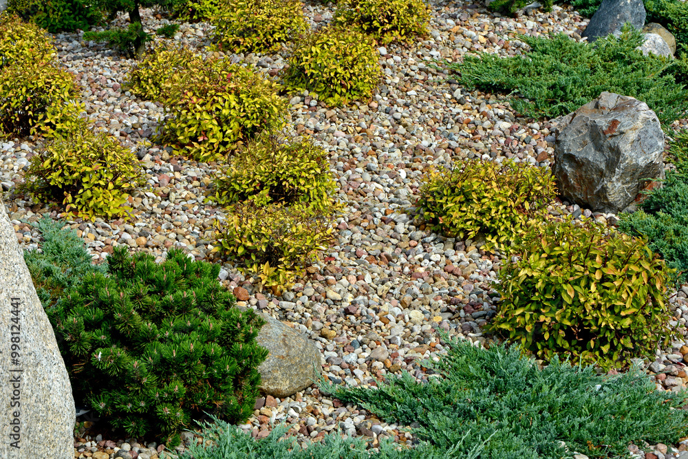 jałowcae, sosna i tawuła japońska, żwirowa rabata z iglakami (Juniperus, pinus, Spiraea), Coniferous bushes in a flower bed, flower bed with stones and coniferous plants