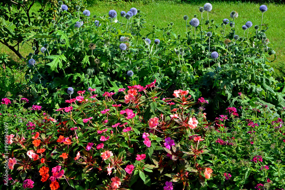 kolorowe niecierpki i kwiaty mikołajka, Mikołajek płaskolistny, niecierpek, Eryngium planum, Impatiens, kolczaste kwiatostany, include eryngo, sea holly, spiky inflorescences,