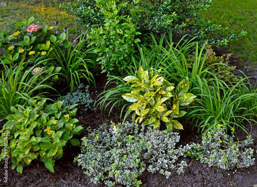 Obraz na płótnie rośliny do cienia, aukuba japońska (Aucuba japonica), hortensja (Hydrangea), Trzmielina Fortune’a, trzmielina pnąca (Euonymus fortunei), liliowce (Hemerocallis), plants for a shady flowerbed
w salonie