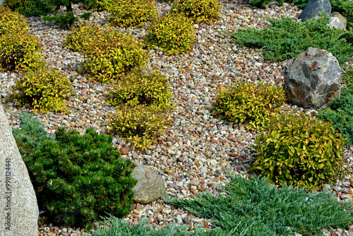 jałowcae, sosna i tawuła japońska, żwirowa rabata z iglakami (Juniperus, pinus, Spiraea), Coniferous bushes in a flower bed, flower bed with stones and coniferous plants	 photo