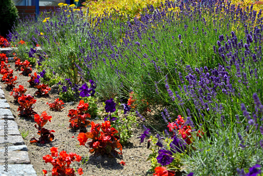 kolorowe kwiaty w ogrodzie, czerwone i fioletowe kwiaty, lawenda wąskolistna i begonia stale kwitnąca, begonia ×semperflorens-cultorum, Lavandula angustifolia, colorful flowerbed