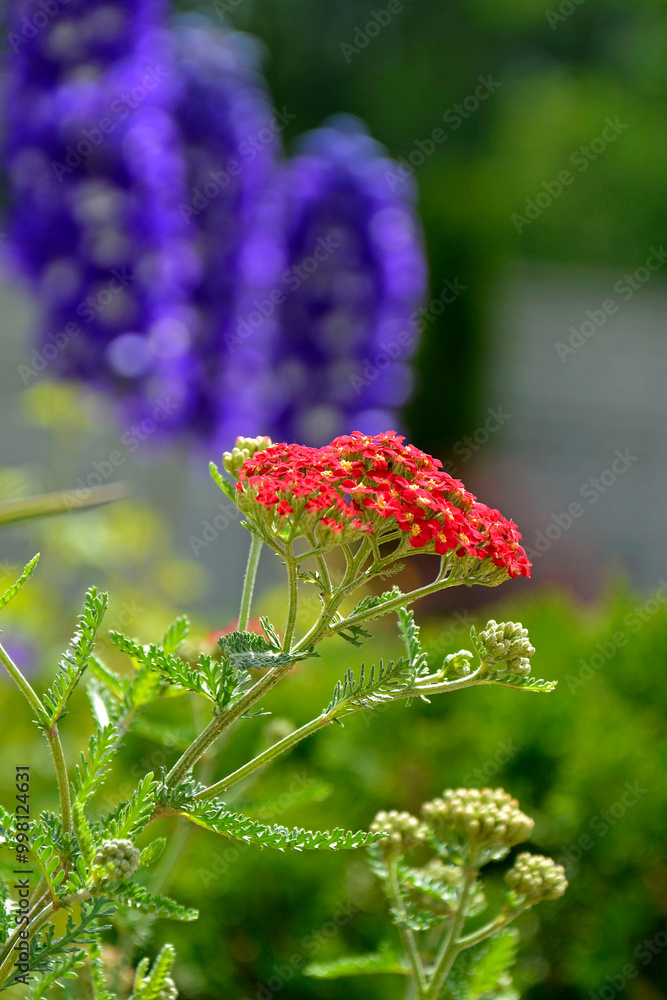 Krwawnik pospolity (Achillea millefolium), common yarrow, krwawnik pospolity odmiana