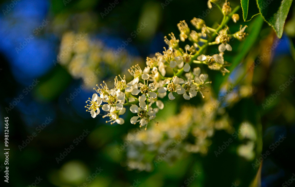 kwitnąca czeremcha, Czeremcha amerykańska, czeremcha późna (Prunus serotina), białe kwiaty czeremchy