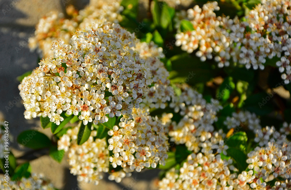 kwitnący ognik szkarłatny (Pyracantha coccinea), kwiaty ognika, scarlet firethorn