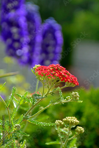 Obraz na płótnie Krwawnik pospolity (Achillea millefolium), common yarrow, krwawnik pospolity odmiana