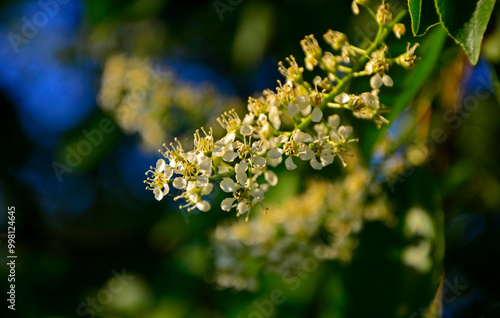 kwitnąca czeremcha, Czeremcha amerykańska, czeremcha późna (Prunus serotina), białe kwiaty czeremchy photo