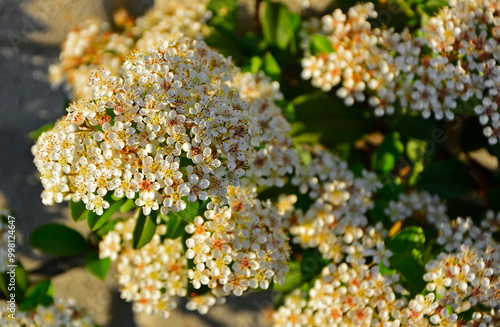 Obraz na płótnie kwitnący ognik szkarłatny (Pyracantha coccinea), kwiaty ognika, scarlet firethorn w salonie