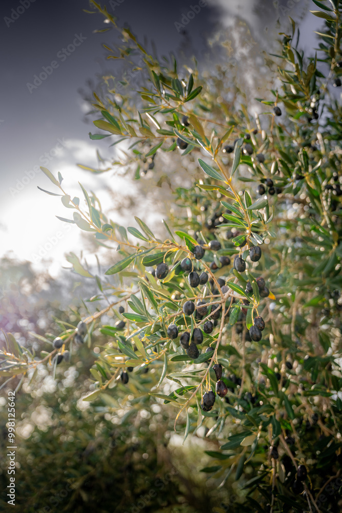 Ancient Ruins and Olive Groves of the Valley of the Temples Ancient Ruins and Olive Groves of the Valley of the Temples